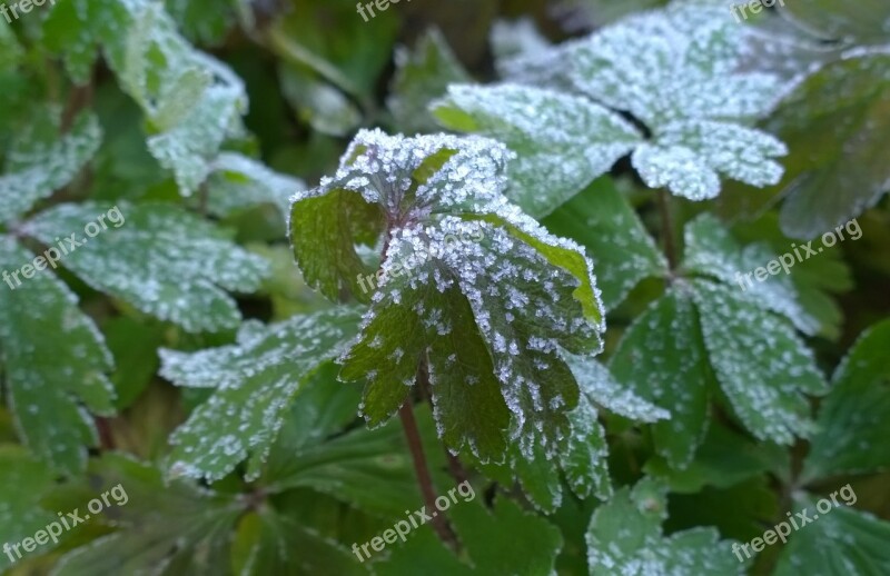 Foliage Wintery Rime Free Photos