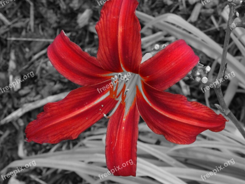 Lily Flower Black Red Free Photos