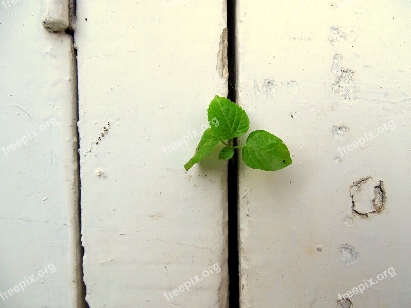 Plant Wall Green White Inside