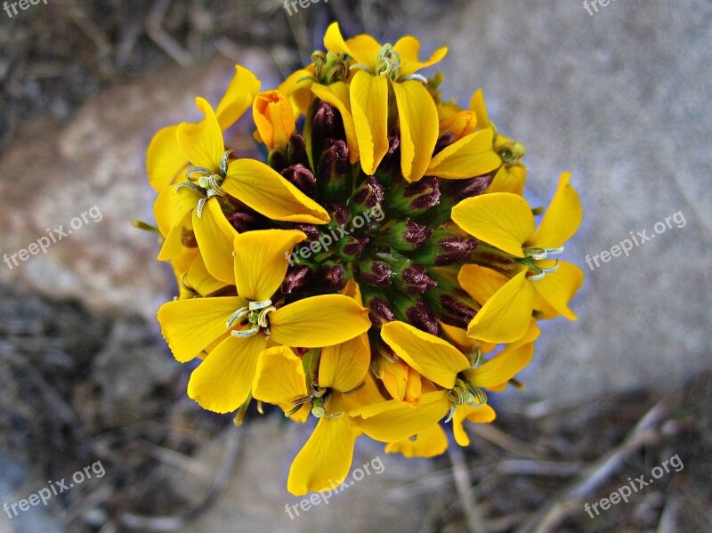 Flower Floral Leafs Pollen Plants