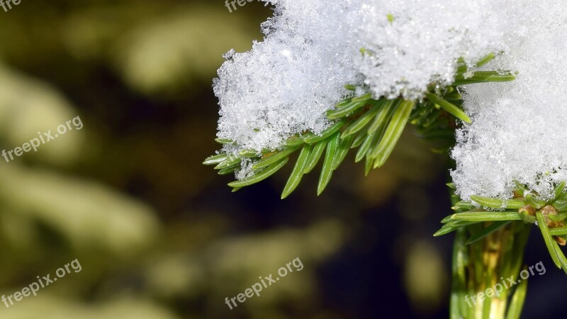 Pine Winter Snow Pine Wood Forest