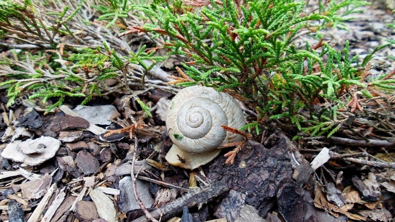 Snail Shell Worm Nature Free Photos