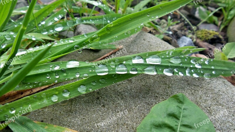 Grass Dewdrops Water Free Photos