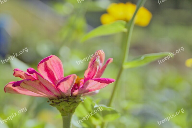 Flower Red Pink Nature Petals