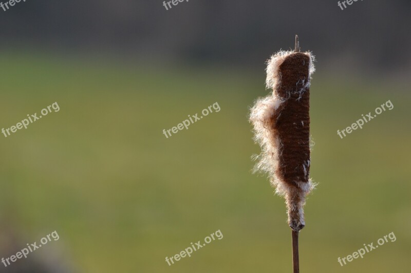 Cattail Plant Flower Chmíří Blade