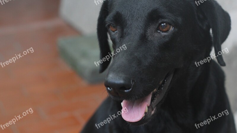 Dog Labrador Black Canine Free Photos