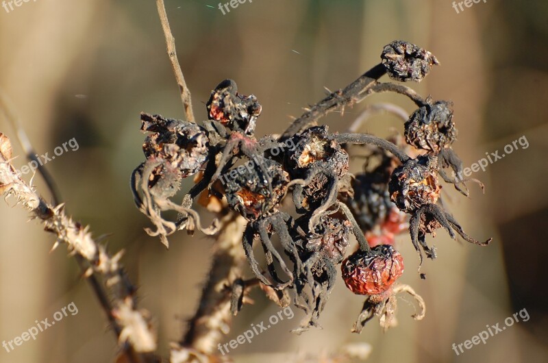 Rose Hip Autumn Death Decay Black