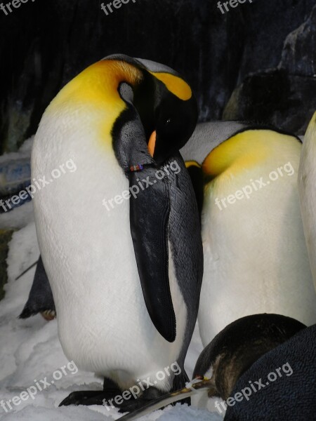 Penguins King Penguins Bird Beach Wildlife