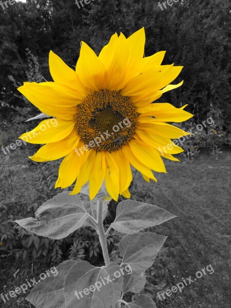 Sunflower Blossom Bloom Flower Color Key