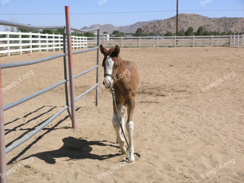 Baby Horse Calf Horse Baby Nature