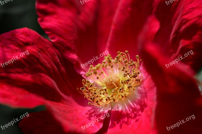 Rose Red Macro Red Rose Flower