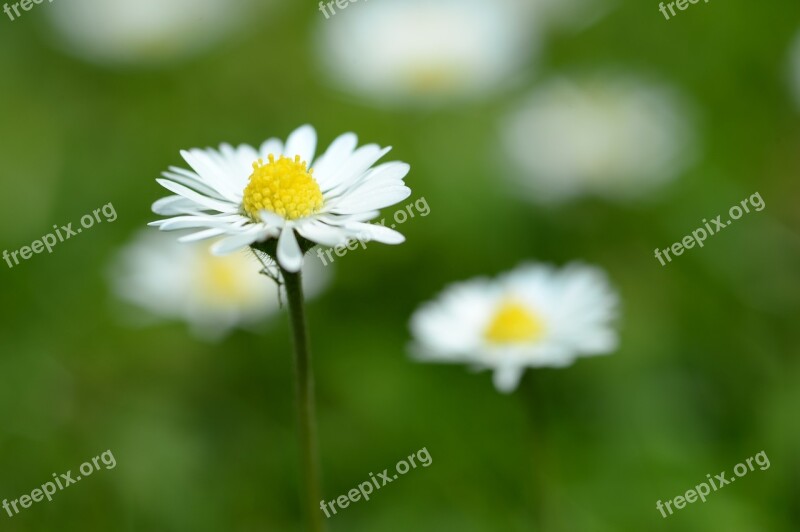 Daisy Macro Spring White Wild Flower