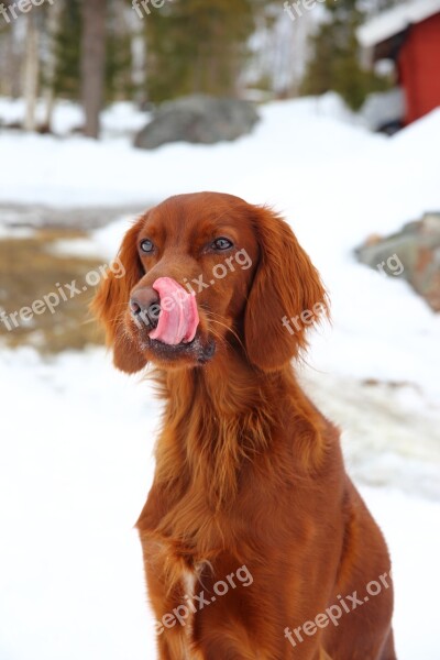 Dog Tongue Lick Setter Free Photos