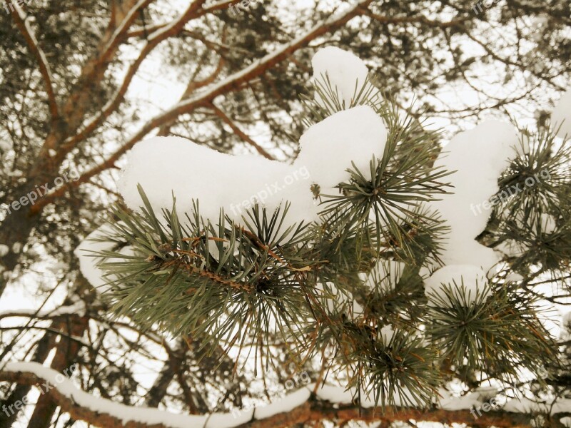 Winter Spruce Snow Branch Trees