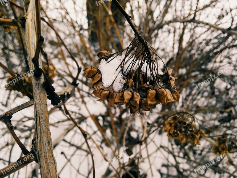 Winter Bush Snow Forest Seeds