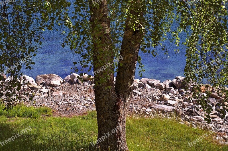 Tree Deciduous Tree Nature Landscape Summer