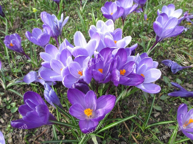 Crocus Spring Purple Flowers Spring Flower