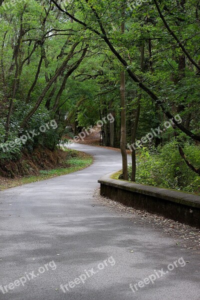 Away Forest Hiking Green Trail