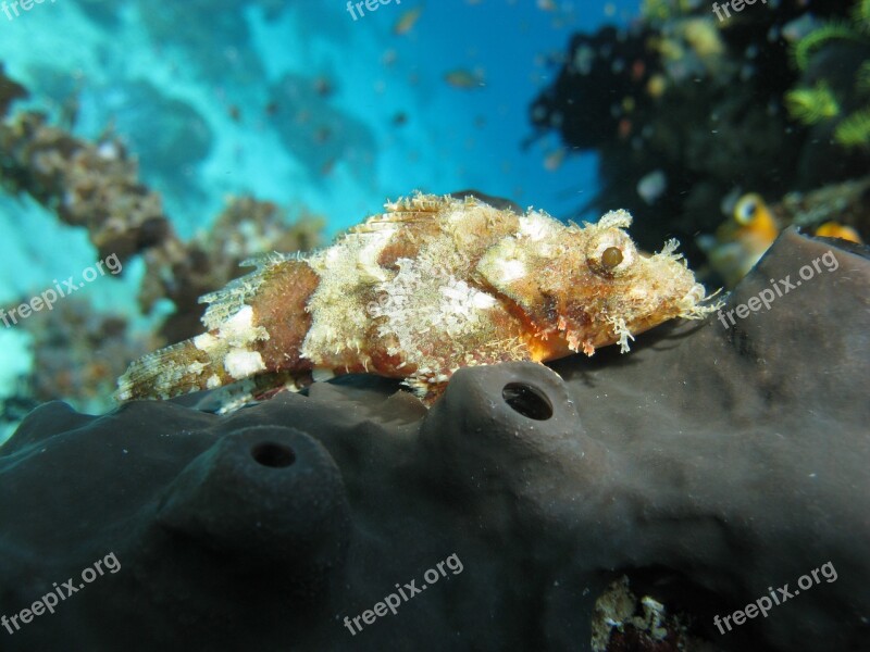 Albino Scorpion Fish Scuba Diving Free Photos