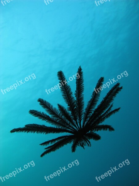 Floating Feather Star Scuba Indonesia Free Photos