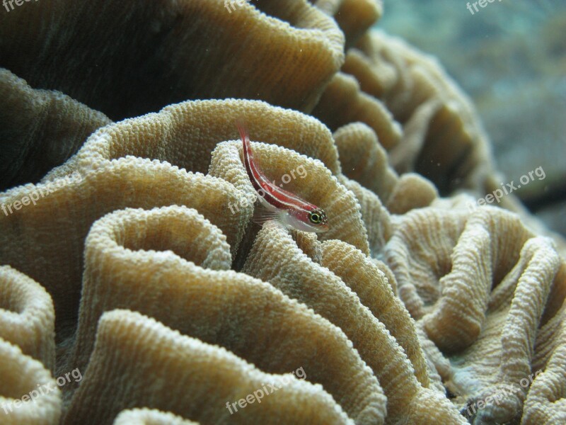 Juvenile Goby Fish Brain Coral Scuba Free Photos