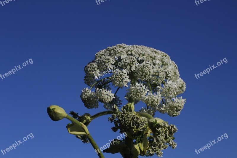 Hogweed White Flower Summer Nature Flowers