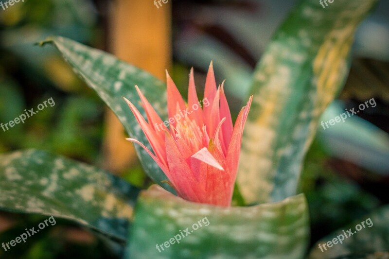 Plant Flower Blossom Mall Center