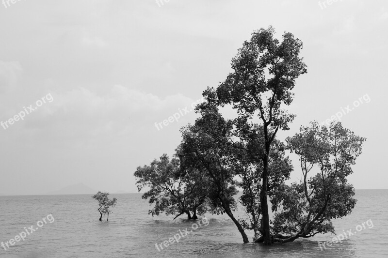 Water Mangroves Natural Water Trees Trees In The Water