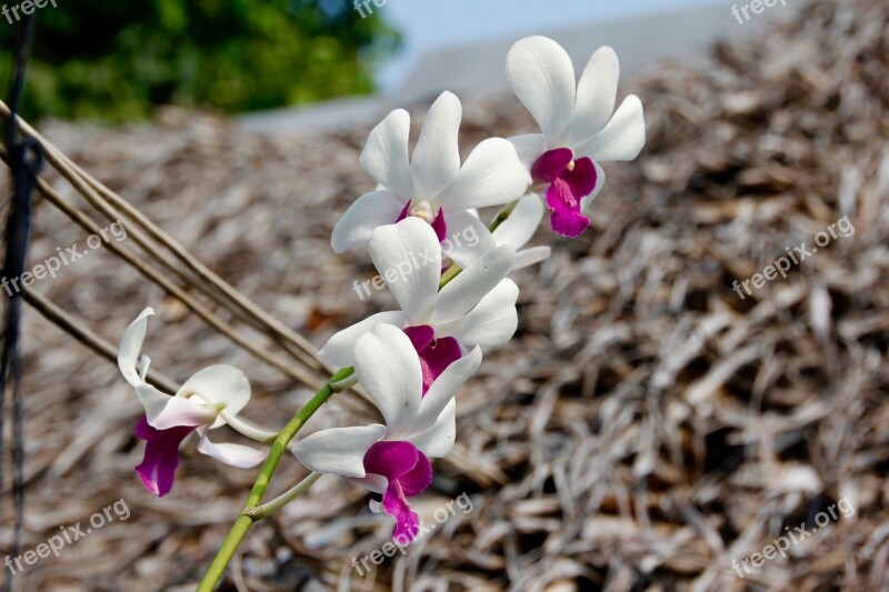 Orchids Blossom Bloom Flower Plant