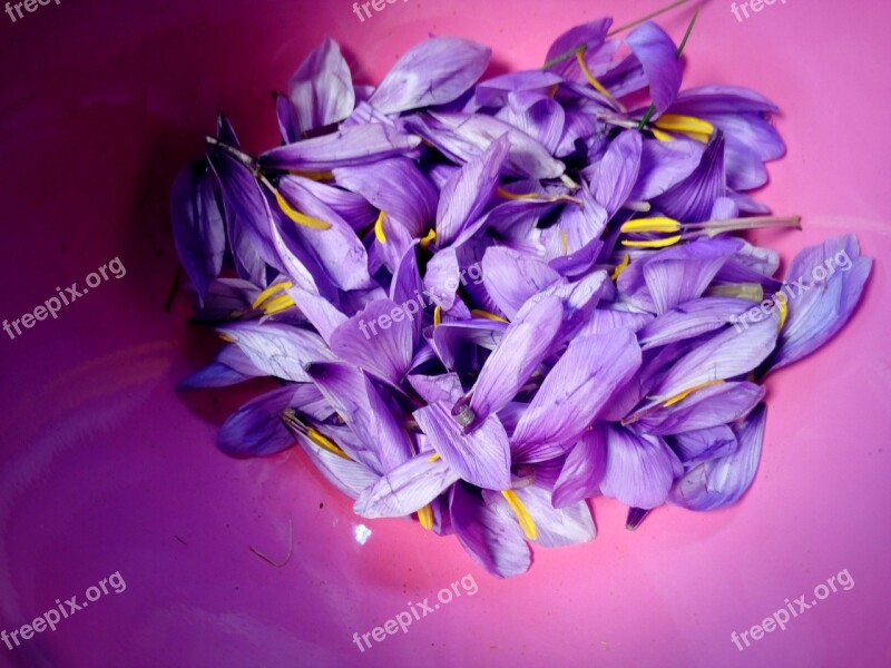 Saffron Pistil Flower Nature Flowers