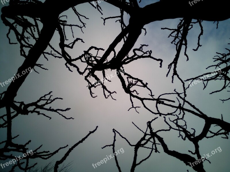 Sky Branches Dry Trees Winter