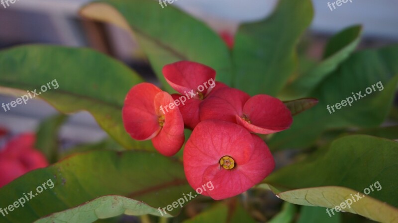 Eight Immortals Flowers Red Tropical Exotic