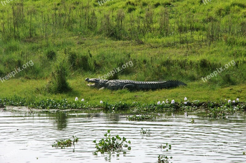 Crocodile Nepal Chitwan National Park Free Photos