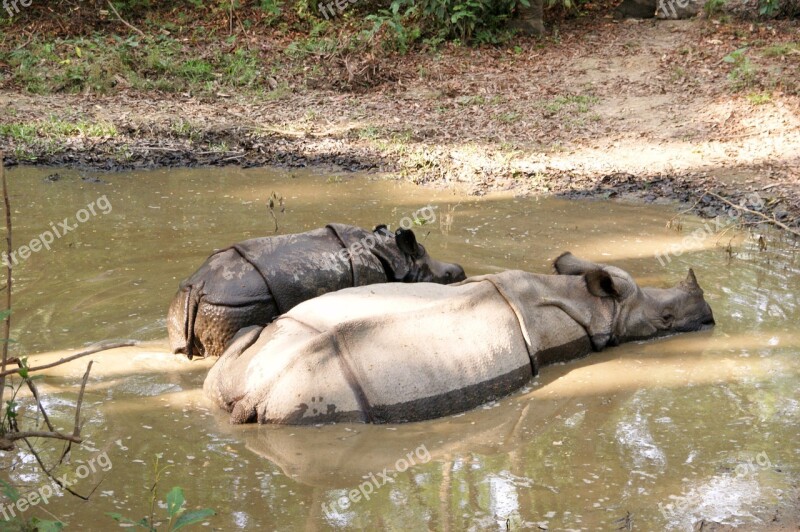 Rhino Chitwan Nepal National Park Free Photos