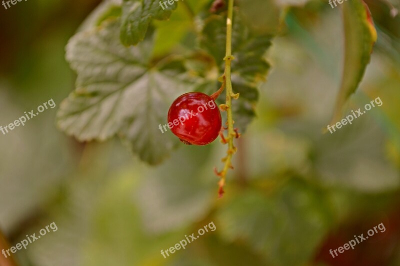 Nature Green Fruit Berries Berry