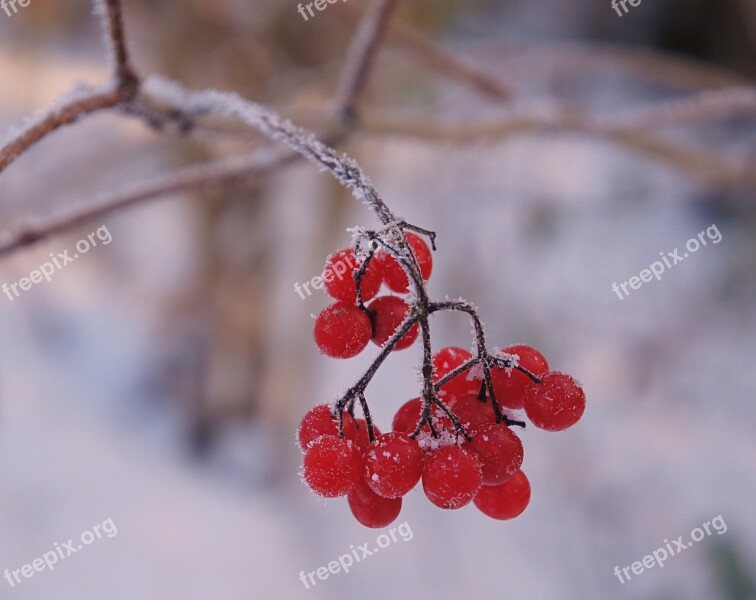 Winter Snow Cold Shrubs Berries