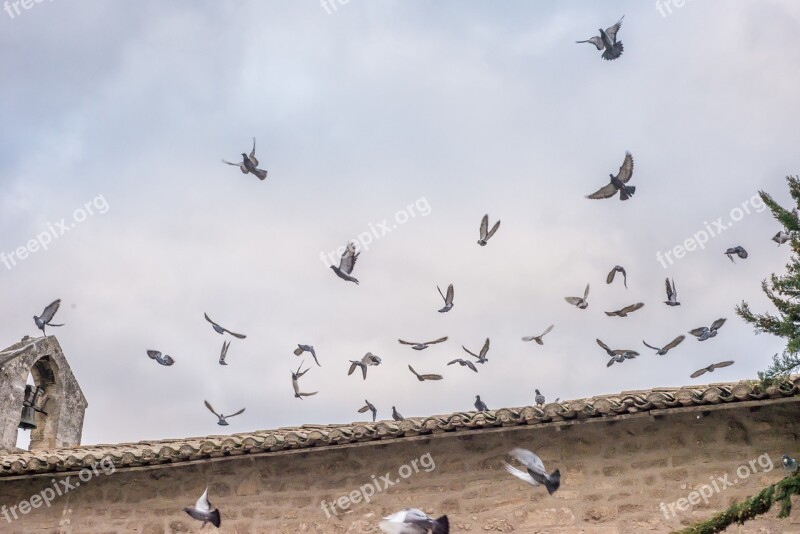 Pigeons Flying Church Bird Nature