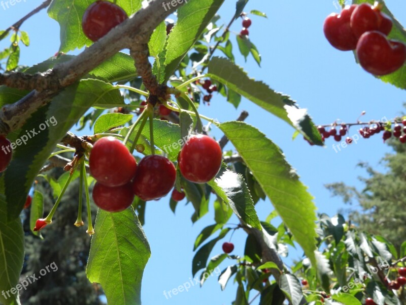 Cherries Sky Leona Valley Cherry Tree