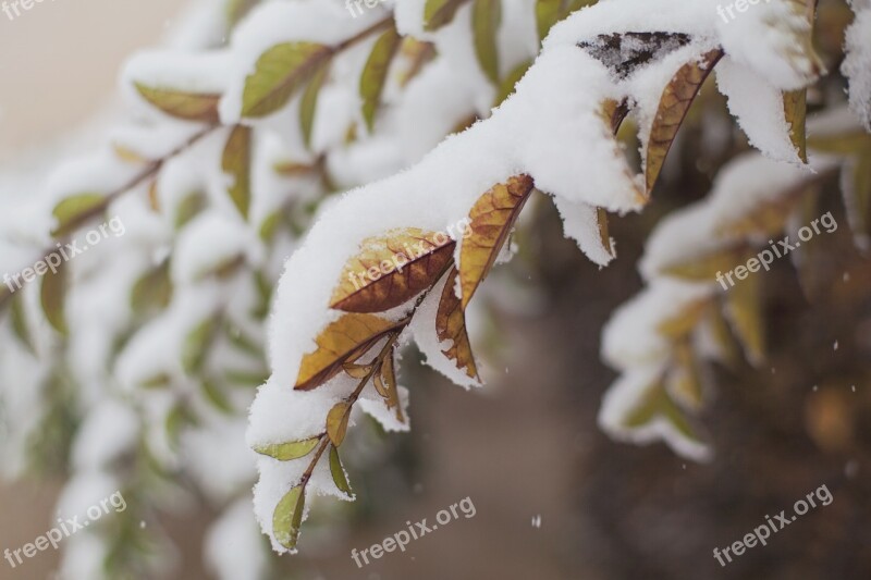 Snow Covered Branches Winter White