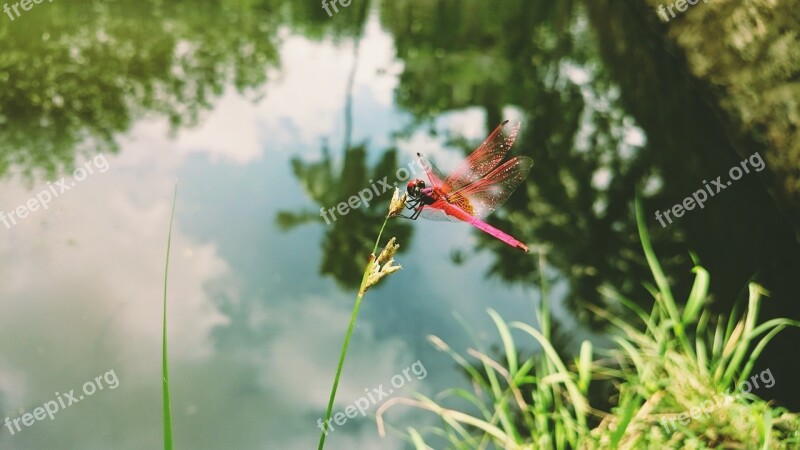 Dragonfly Grass Insect Nature Wildlife