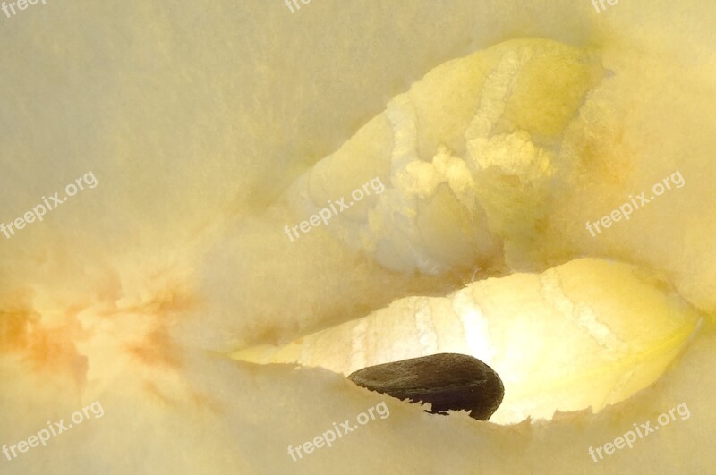 Apple Macro Fruit Close Up Kernobstgewaechs