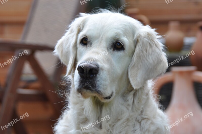 Golden Retriever Dog Golden Retriever Head Animal Portrait From The Dyke Kuhle