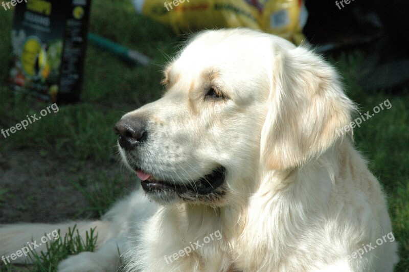 Golden Retriever Dogs Ttierportrait Golden Retriever Head Free Photos