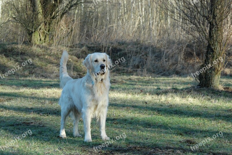 Golden Retriever Dogs Animal Portrait Dog Portrait Free Photos