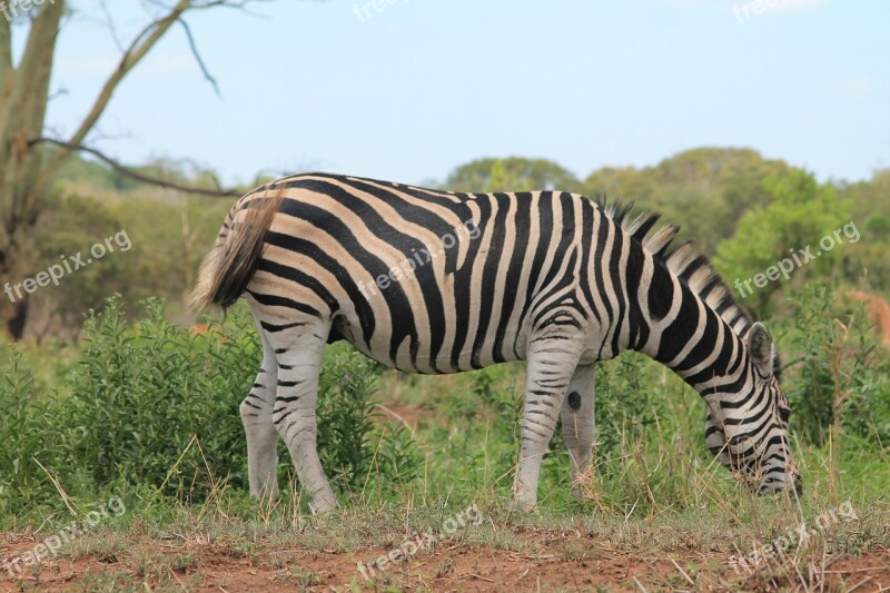 Zebra Africa Wildlife Free Photos