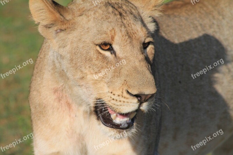 Africa Wildlife Lioness Free Photos