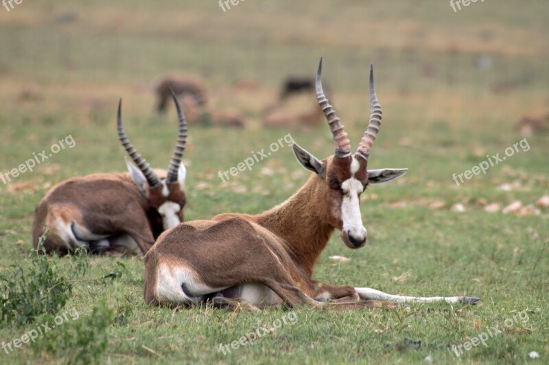 Antelope Africa Wildlife Free Photos