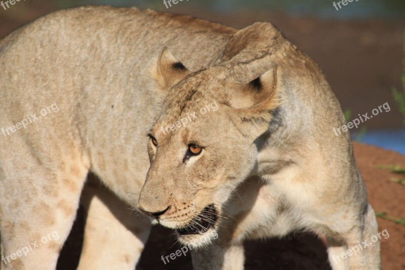 Africa Wildlife Lioness Animal Free Photos