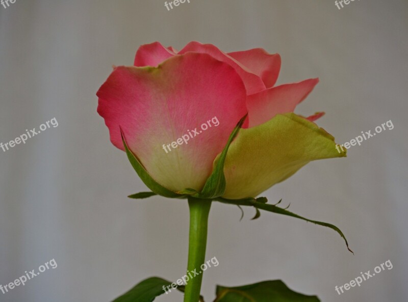 Flowers Roses Rose Pink Rose Nature