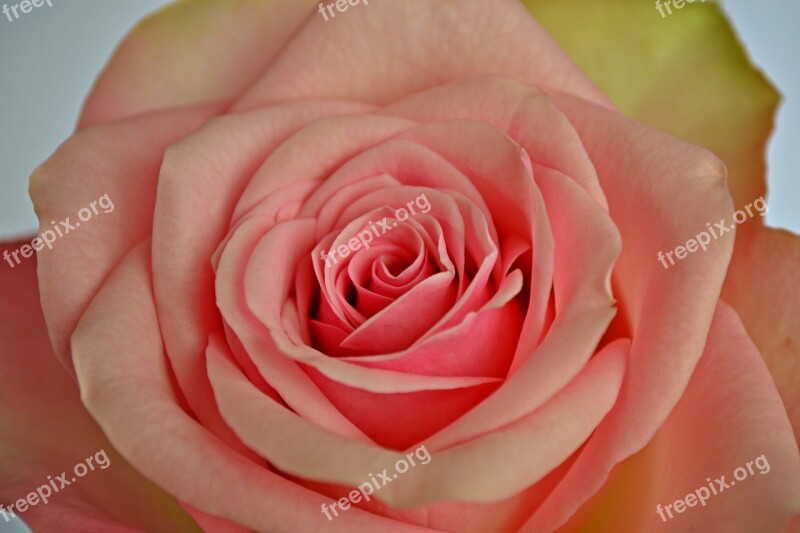 Flowers Roses Pink Rose Pink Flower Nature